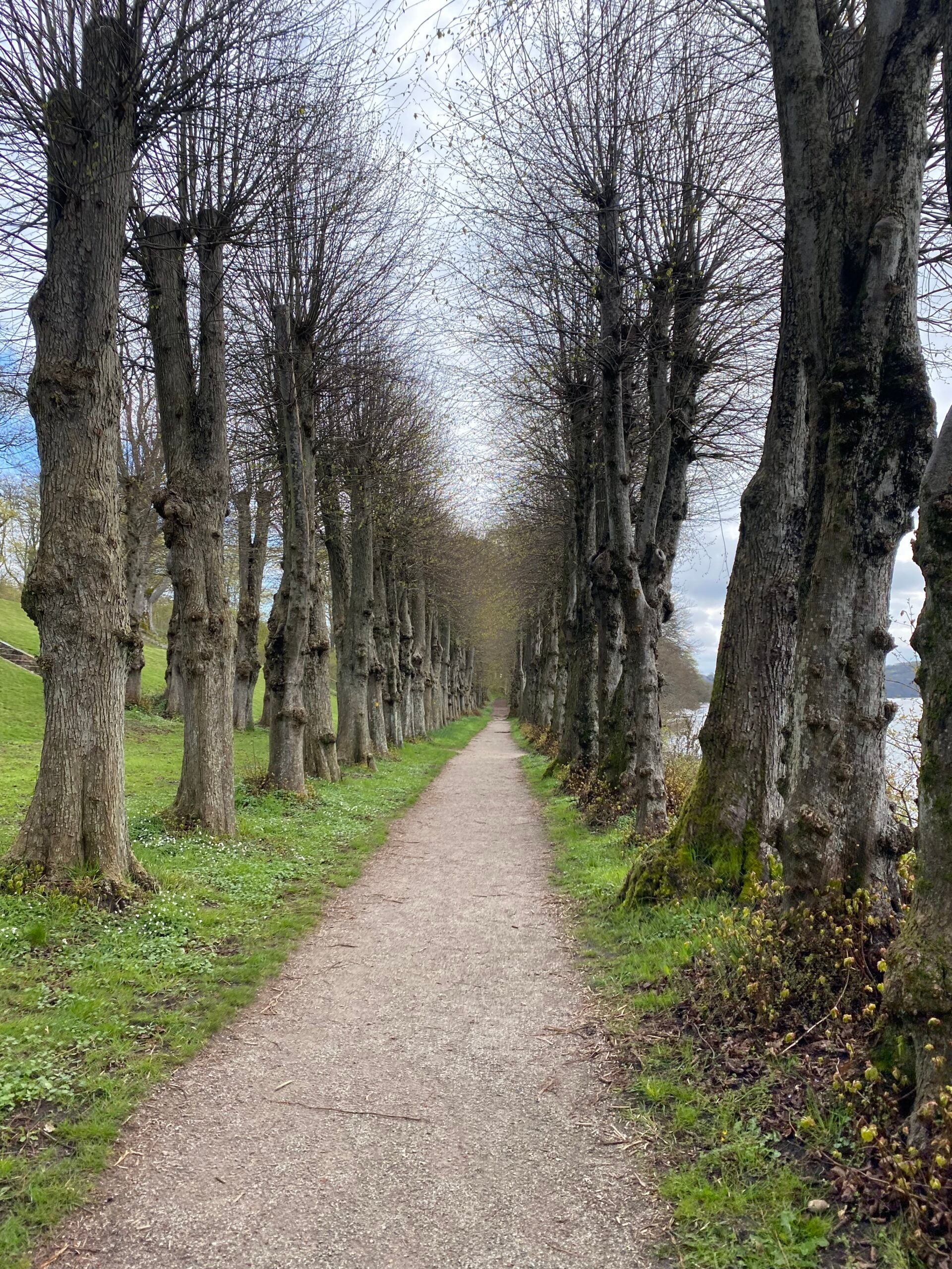 hald-soe-rundt-flotte-traeer