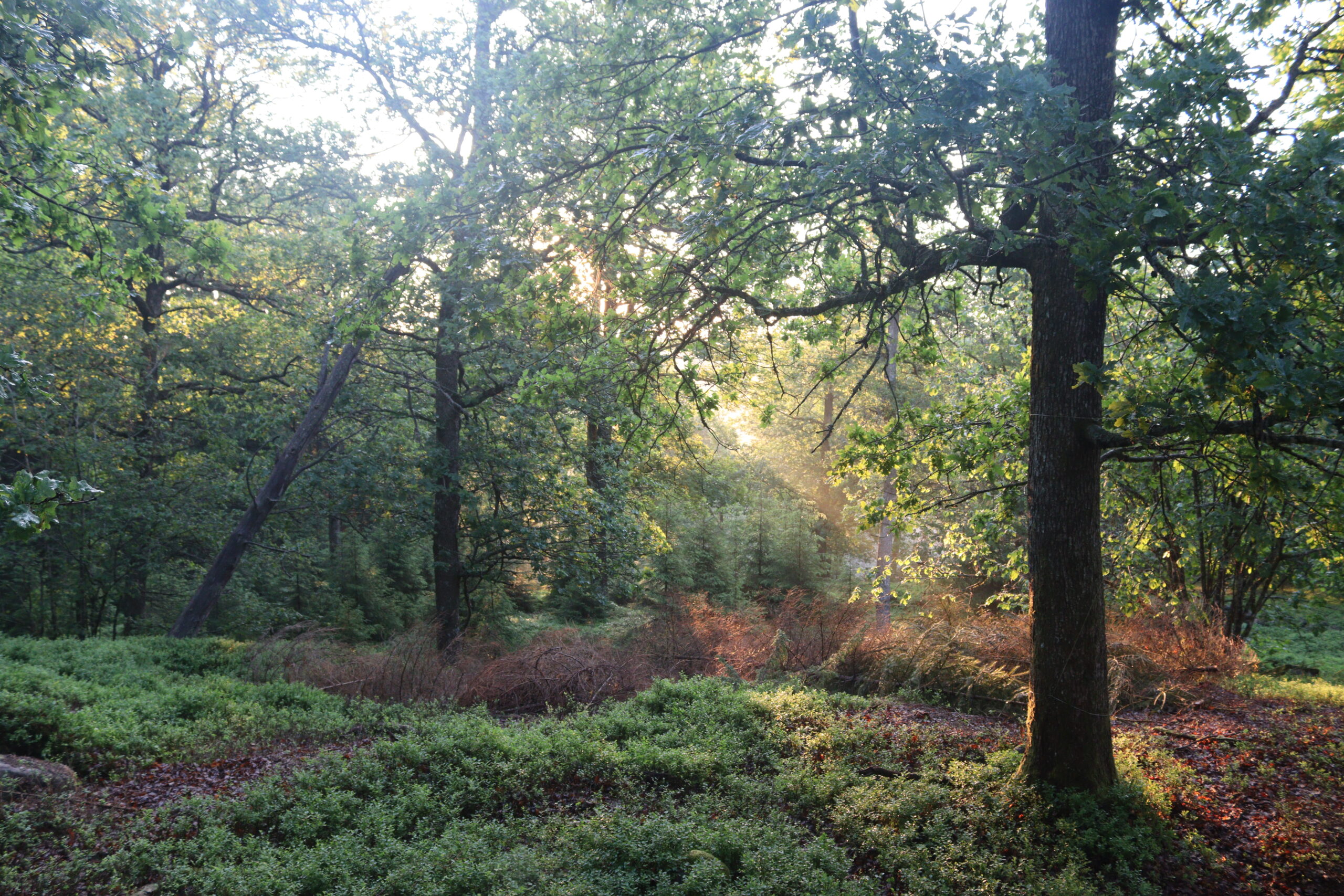 bjorsjoaas-vildmark-telt-01