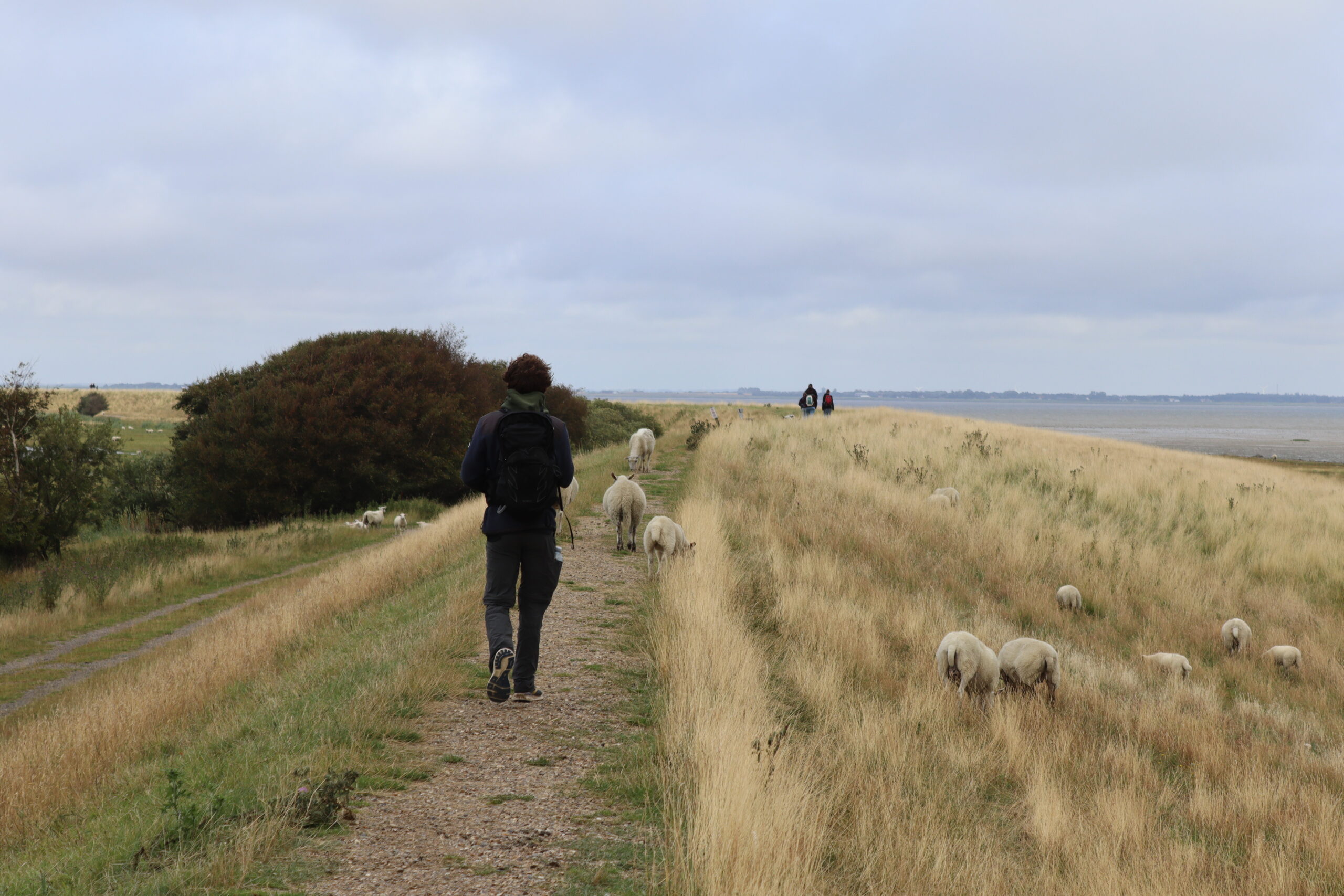 faar-paa-romo-stierne