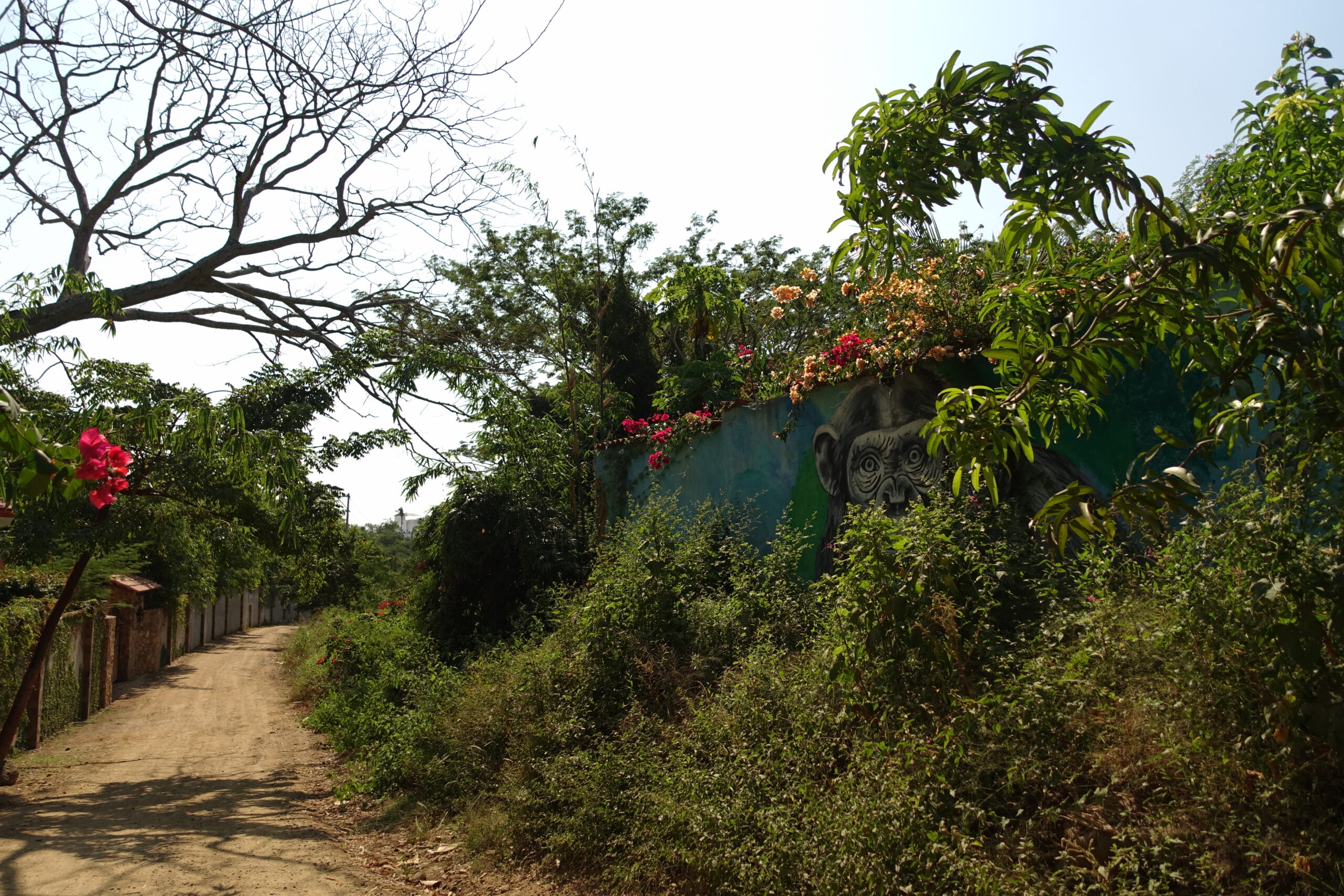 monkey-mountain-billede-af-abe-01