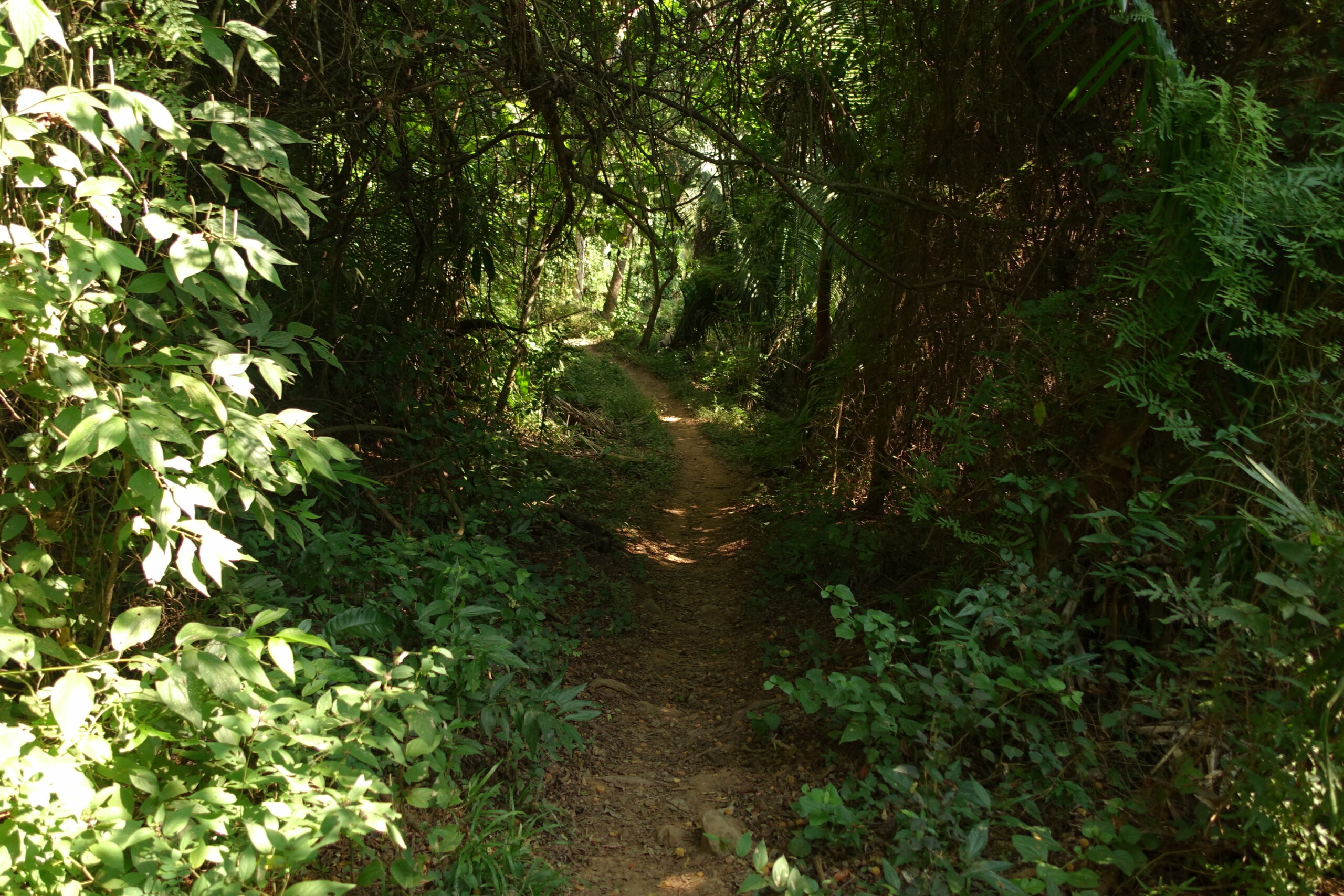 monkey-mountain-vandrerute-mexico-jungle-05