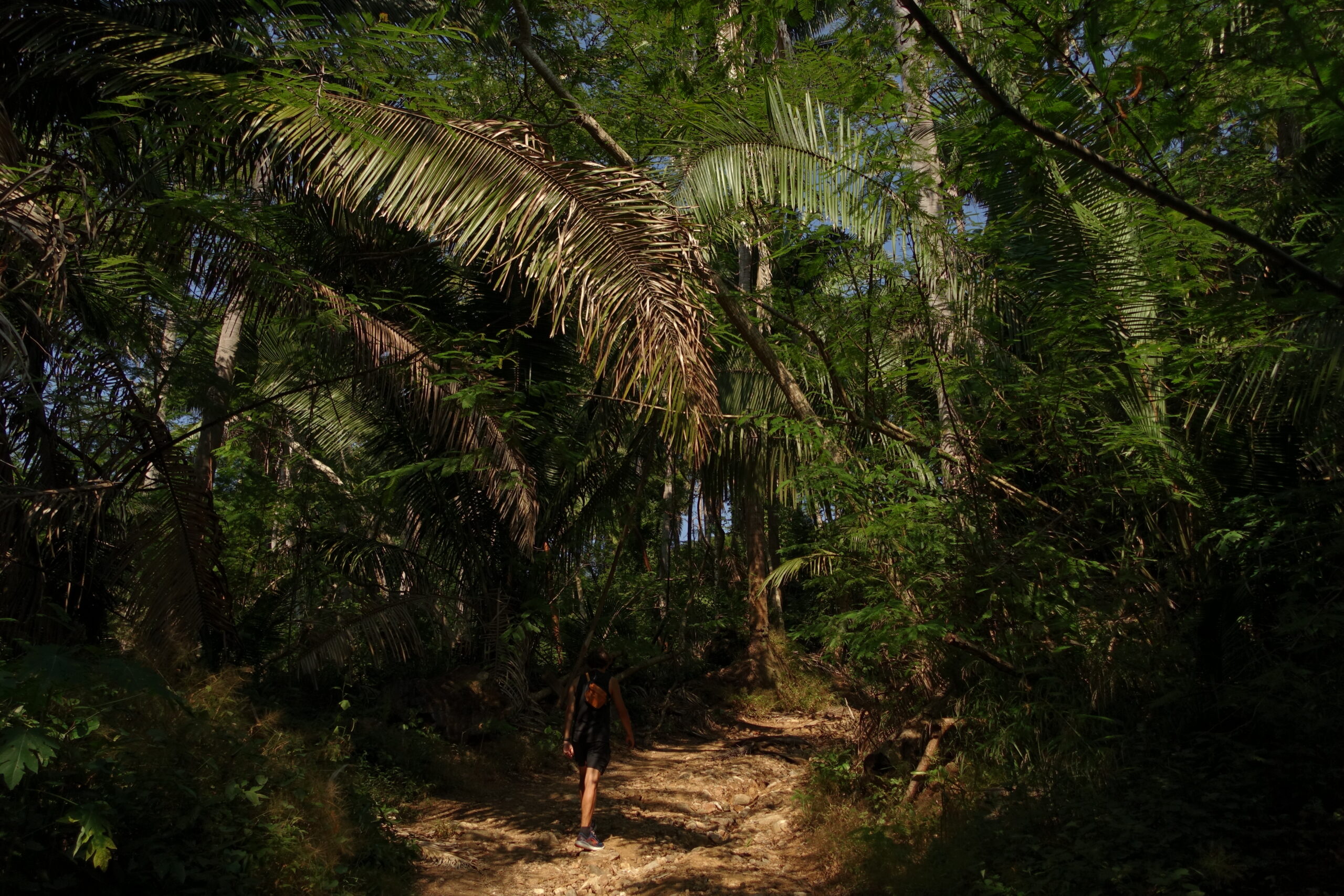 monkey-mountain-vandrerute-mexico-jungle
