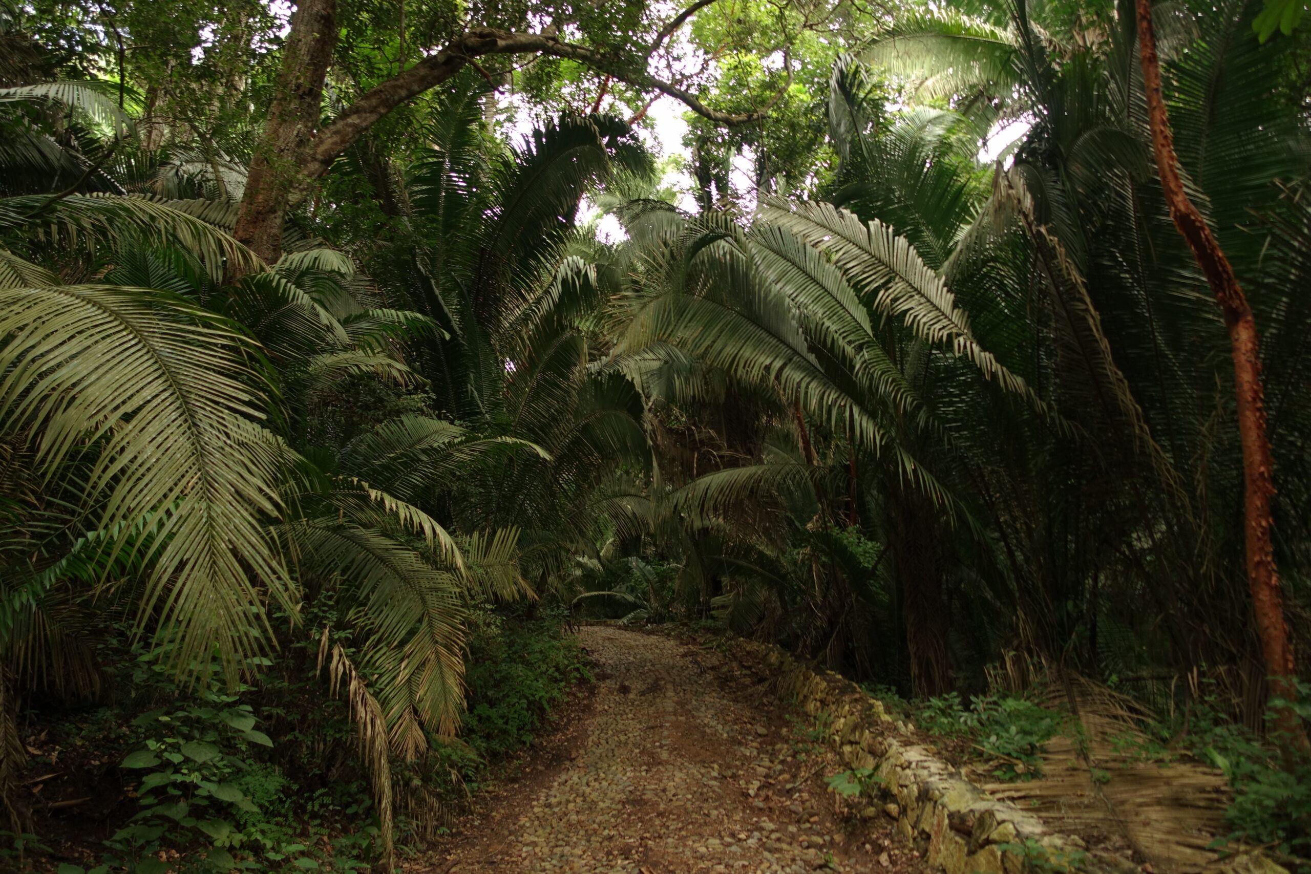 san-pancho-til-sayulita-vandretur-jungle-01