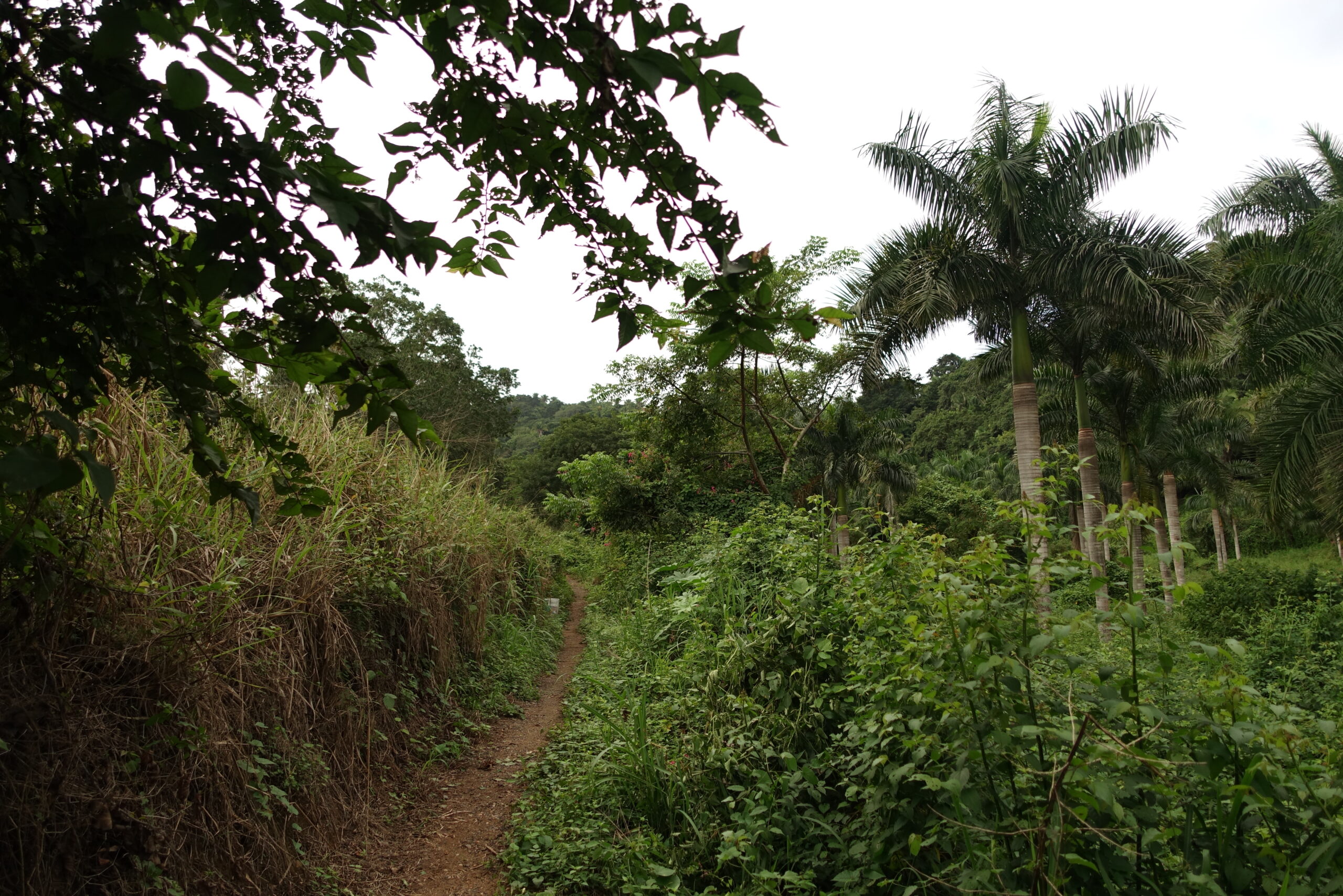 san-pancho-til-sayulita-vandretur-jungle