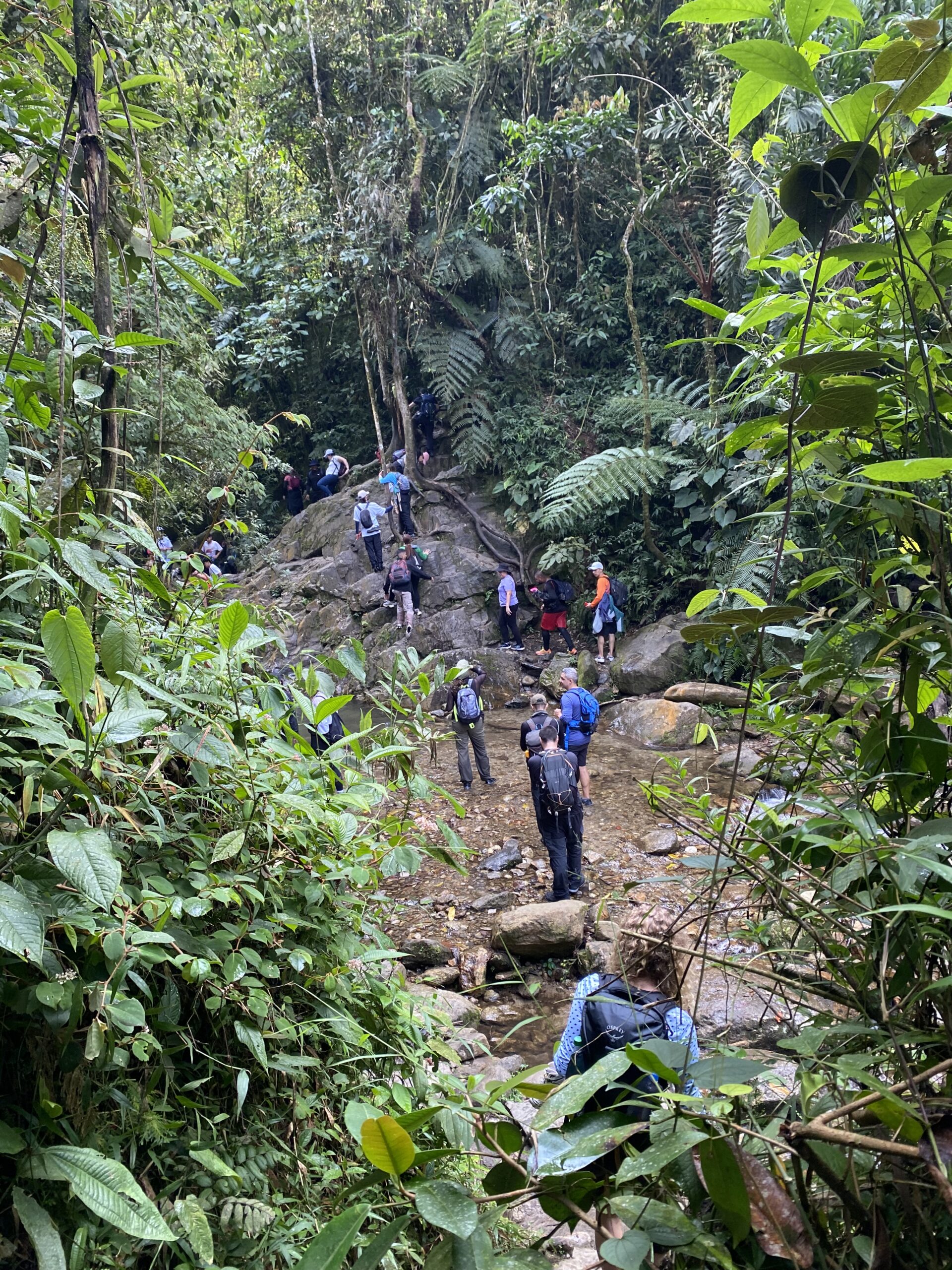 chorro-campanas-jungle-05