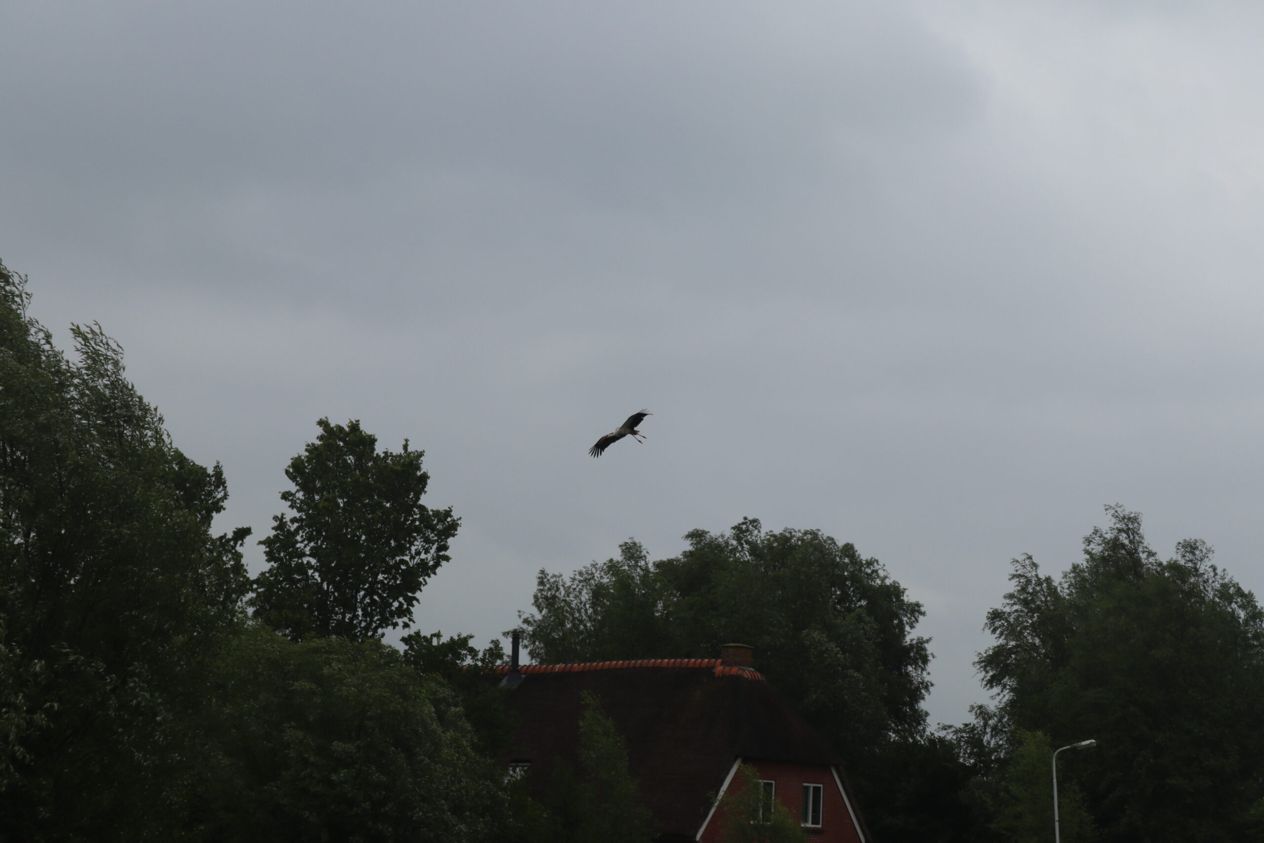 stork-der-flyver-i-de-alde-feanen-national-park