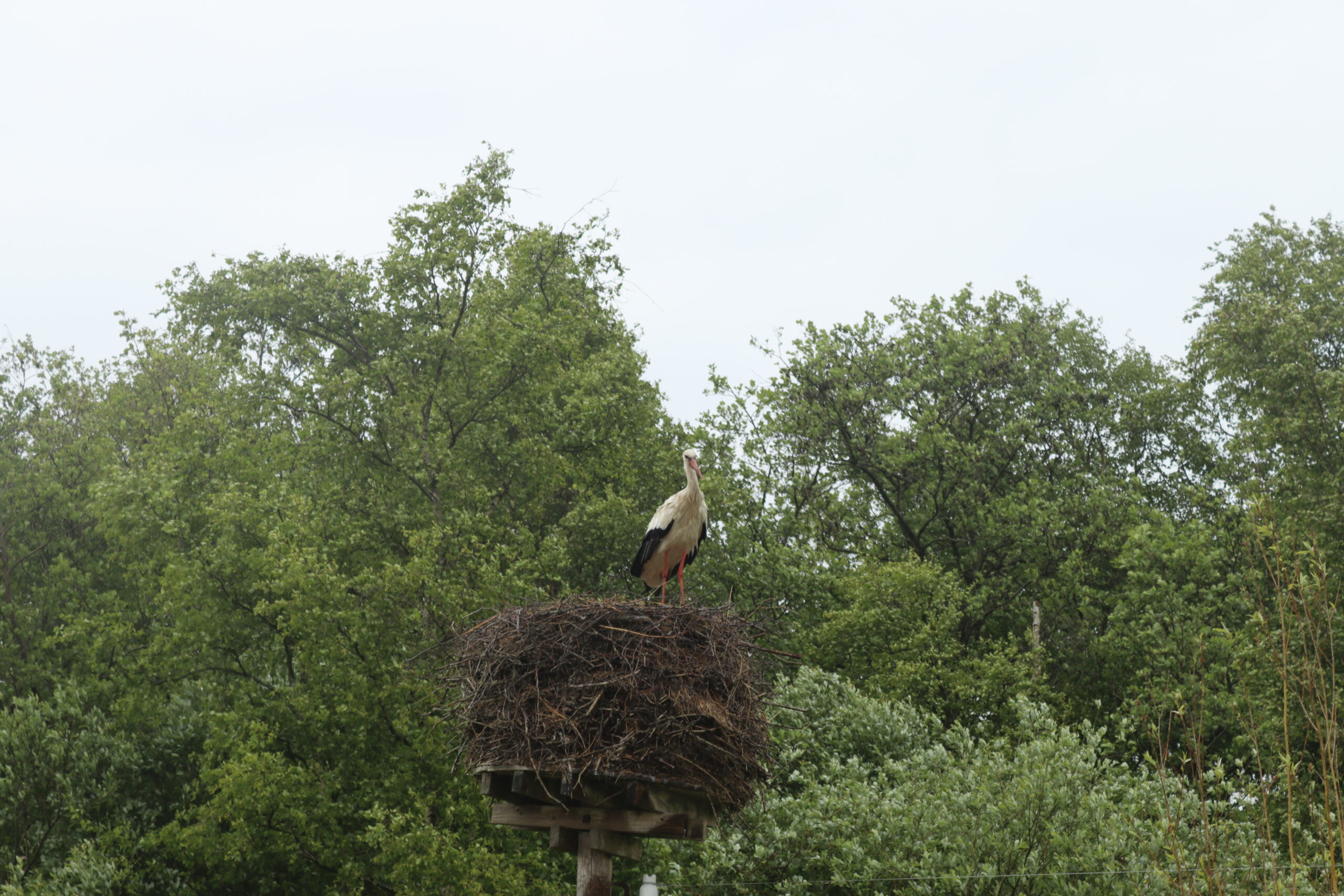 stork-i-sin-rede-i-alde-feanen-national-park-01