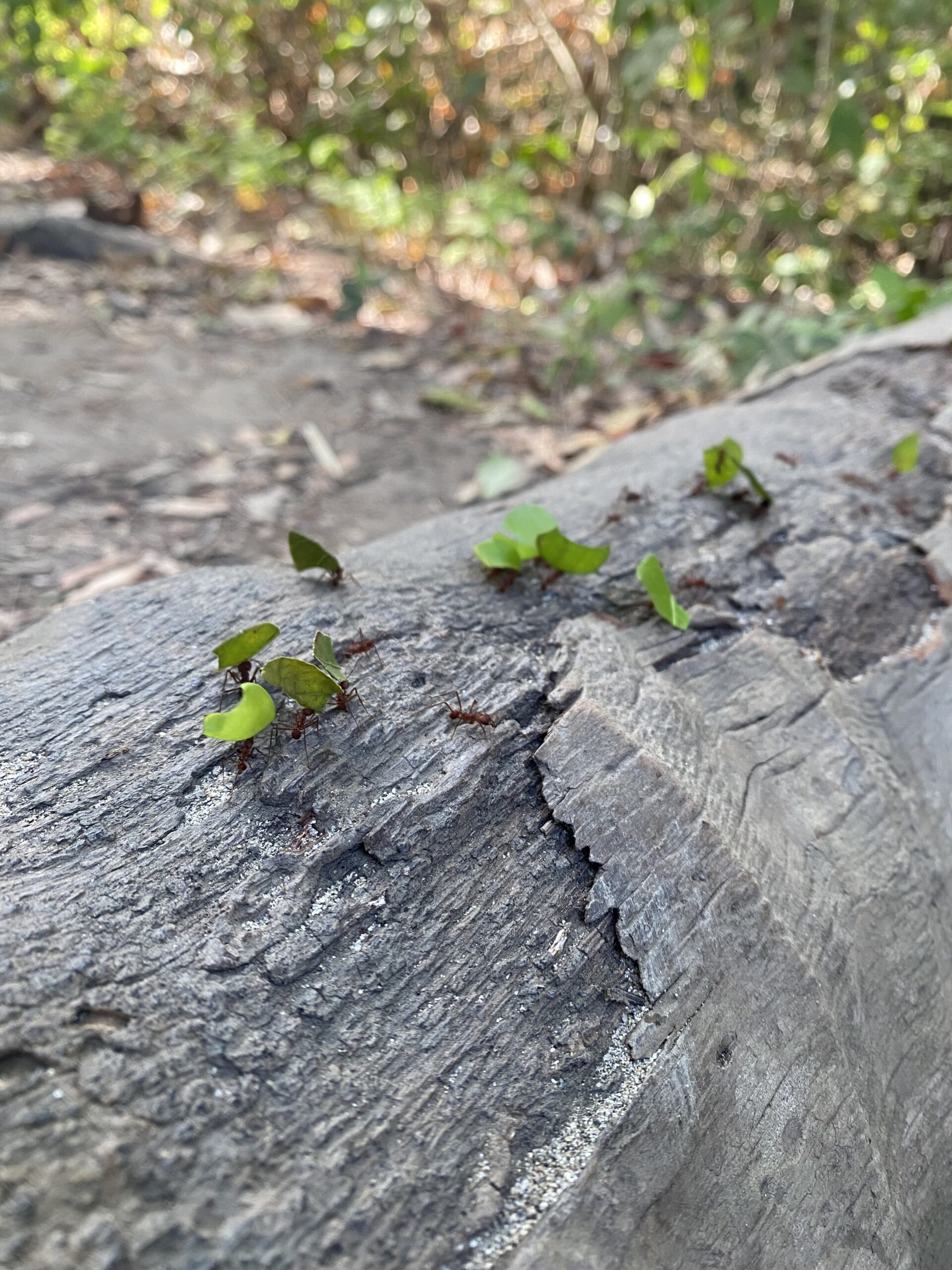 myrer-paa-ruten-i-tayrona-national-park