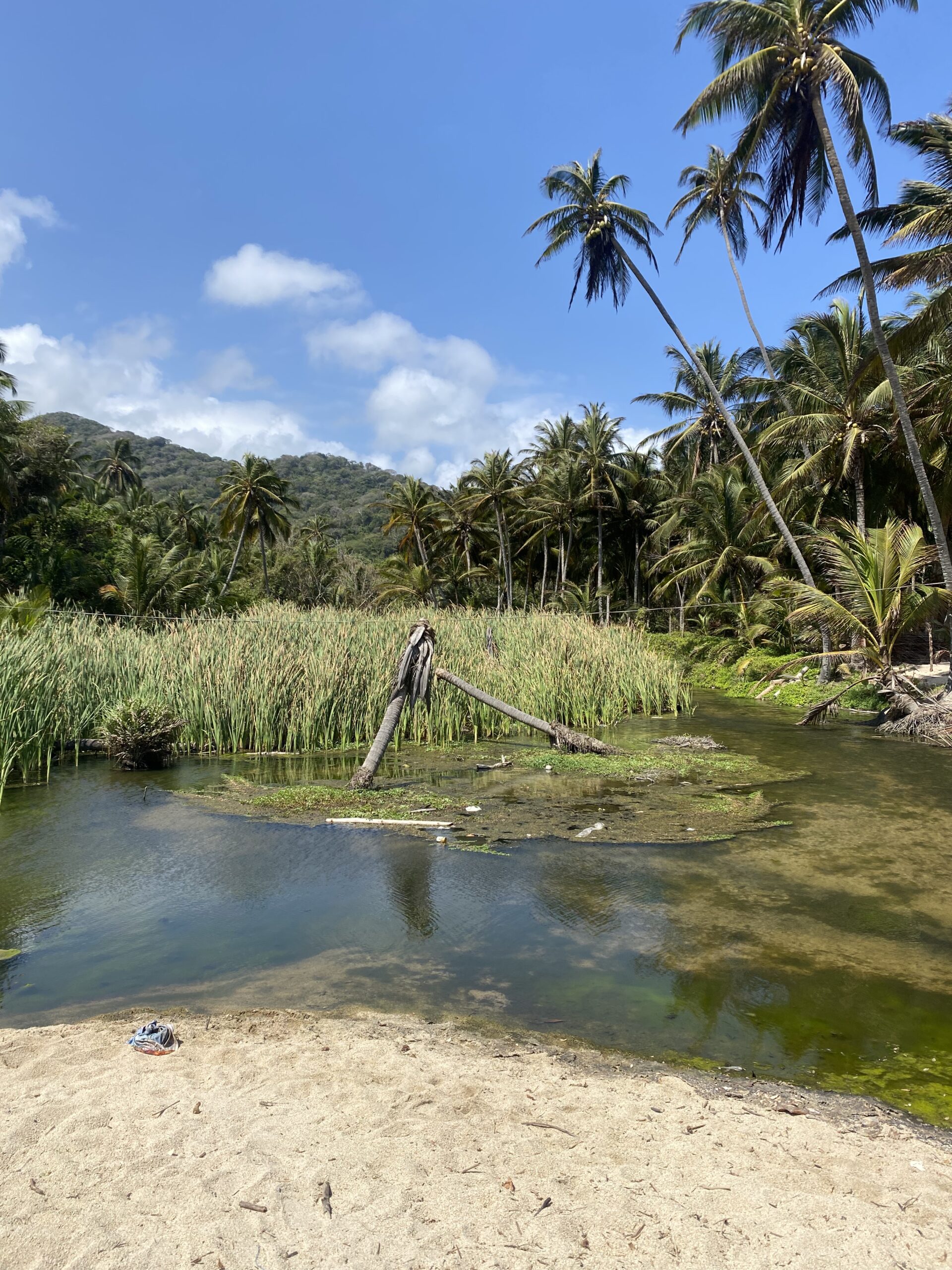 Cabo San Juan - Sump med alligatorer