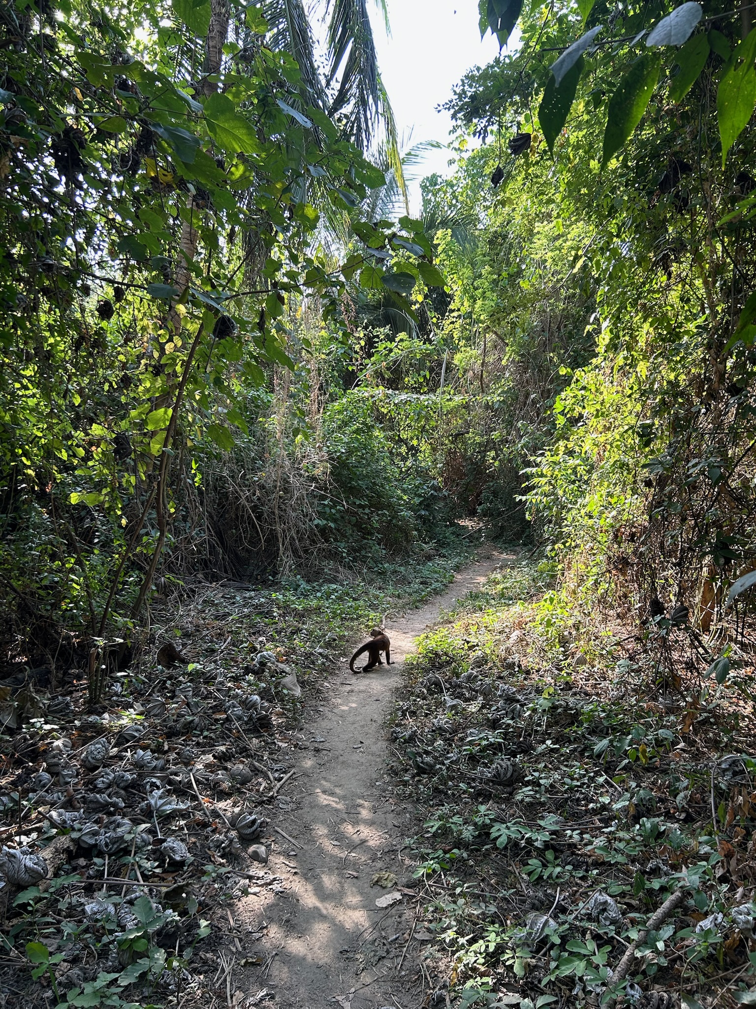 abe-paa-vejen-i-tayrona-national-park