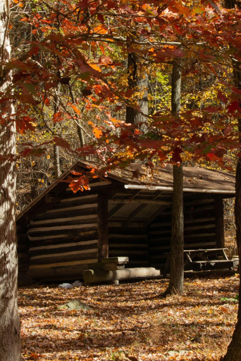 shelter-i-trae-i-naturen