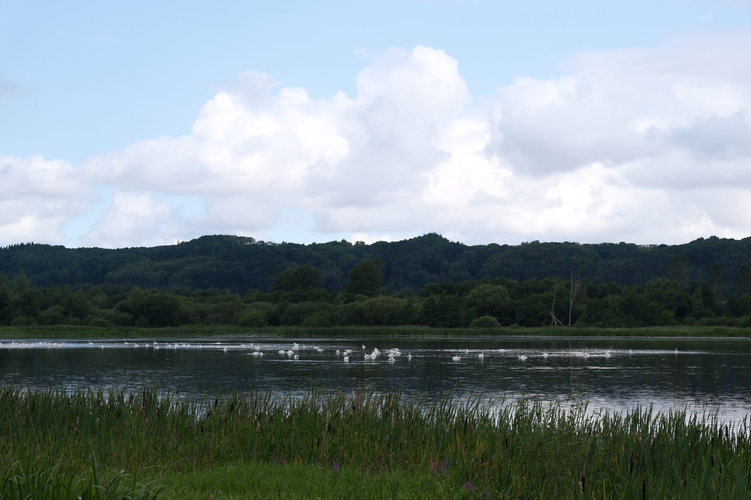 aadals-etapen-i-vejle-natur