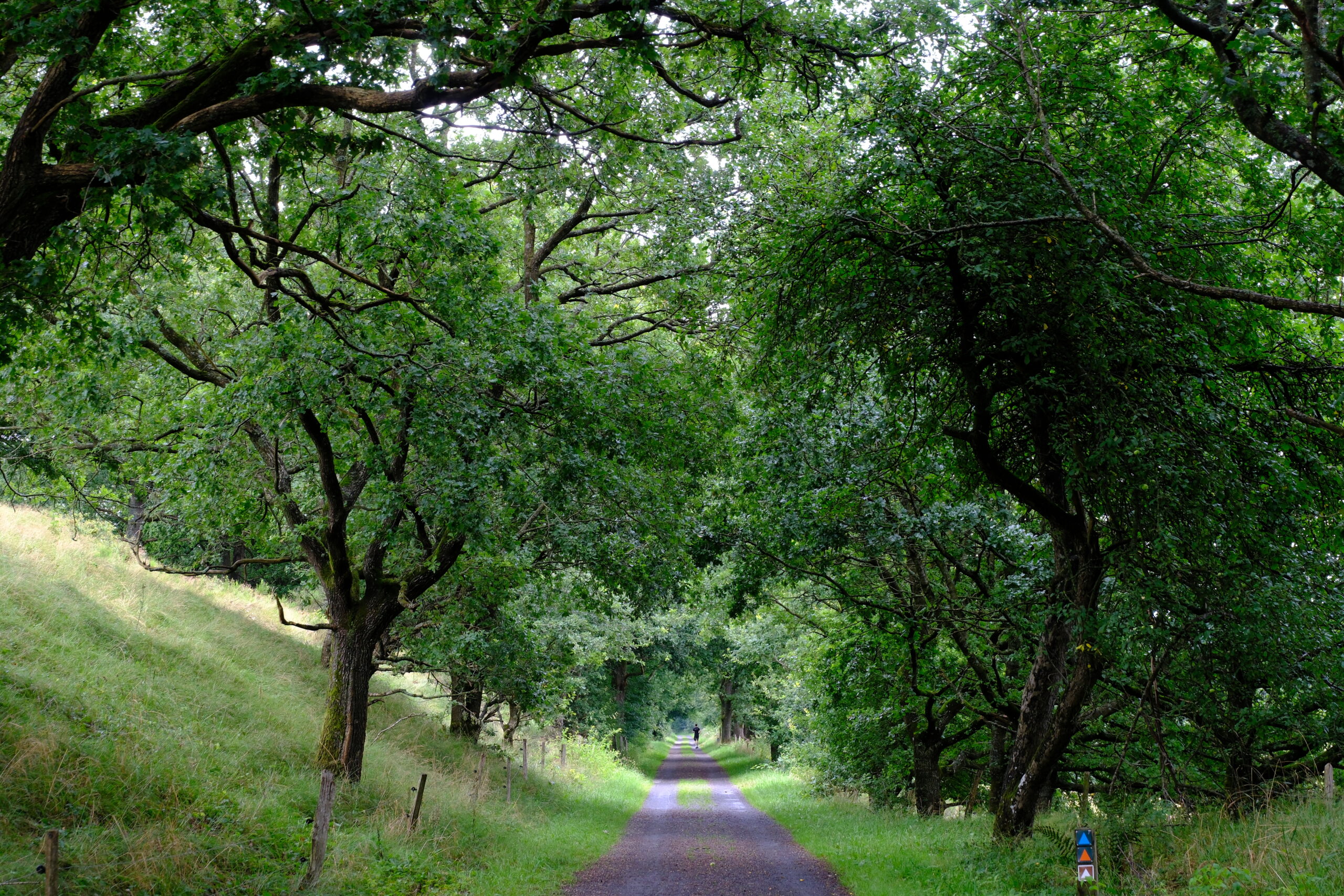 bindeballestien-i-vejle-28