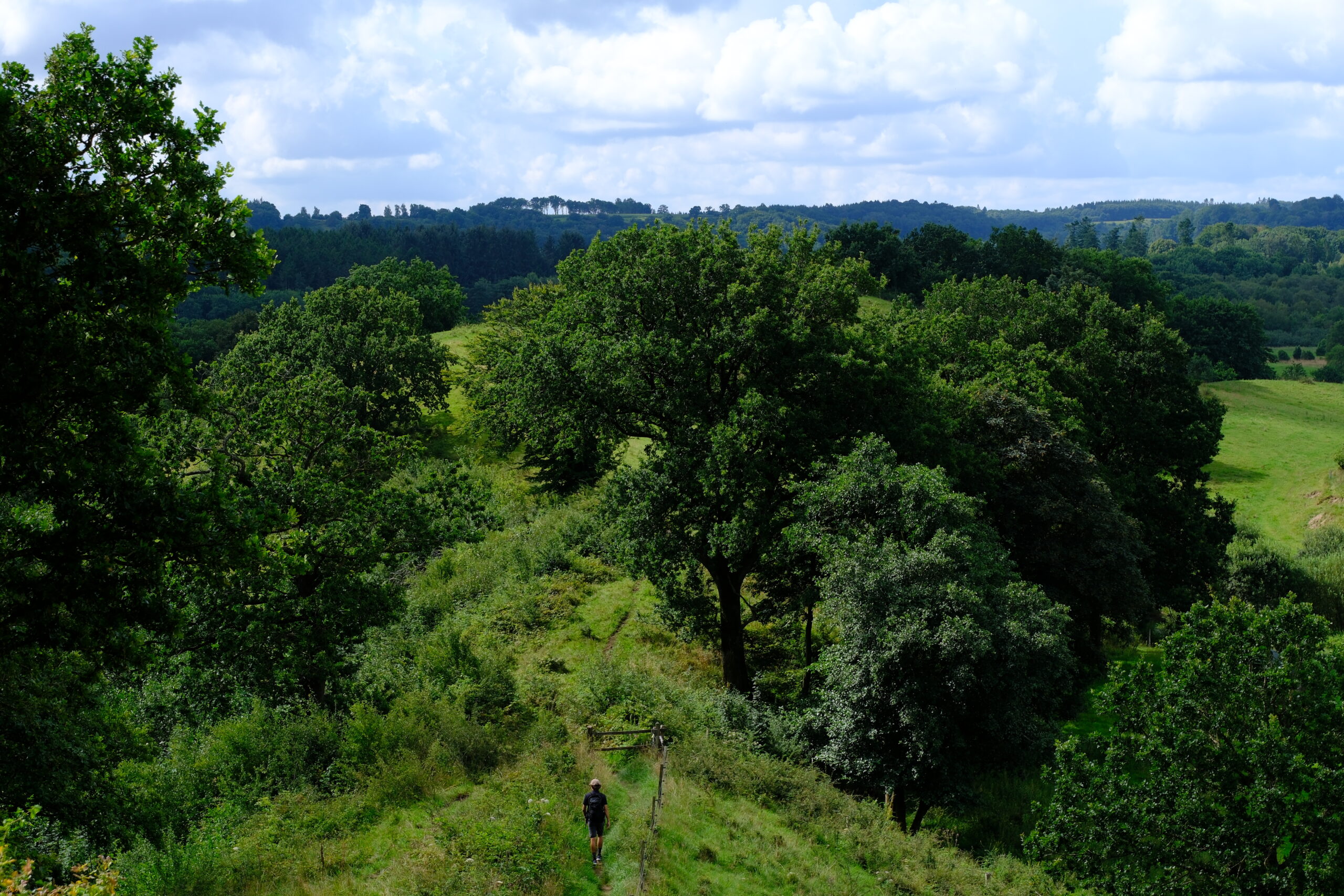 runkenbjerg-blaa-rute-vandrerute-vejle-20