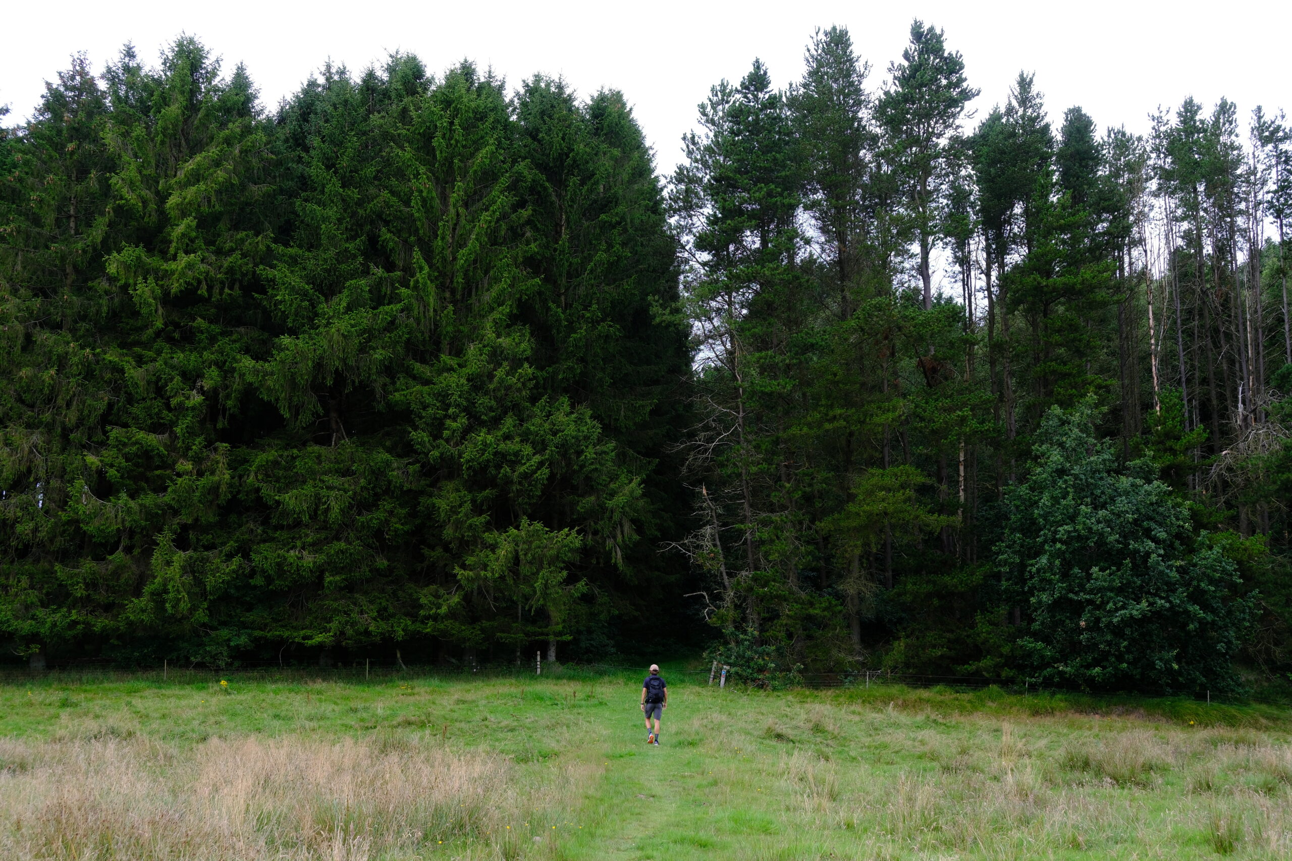 runkenbjerg-blaa-rute-vandrerute-vejle-30