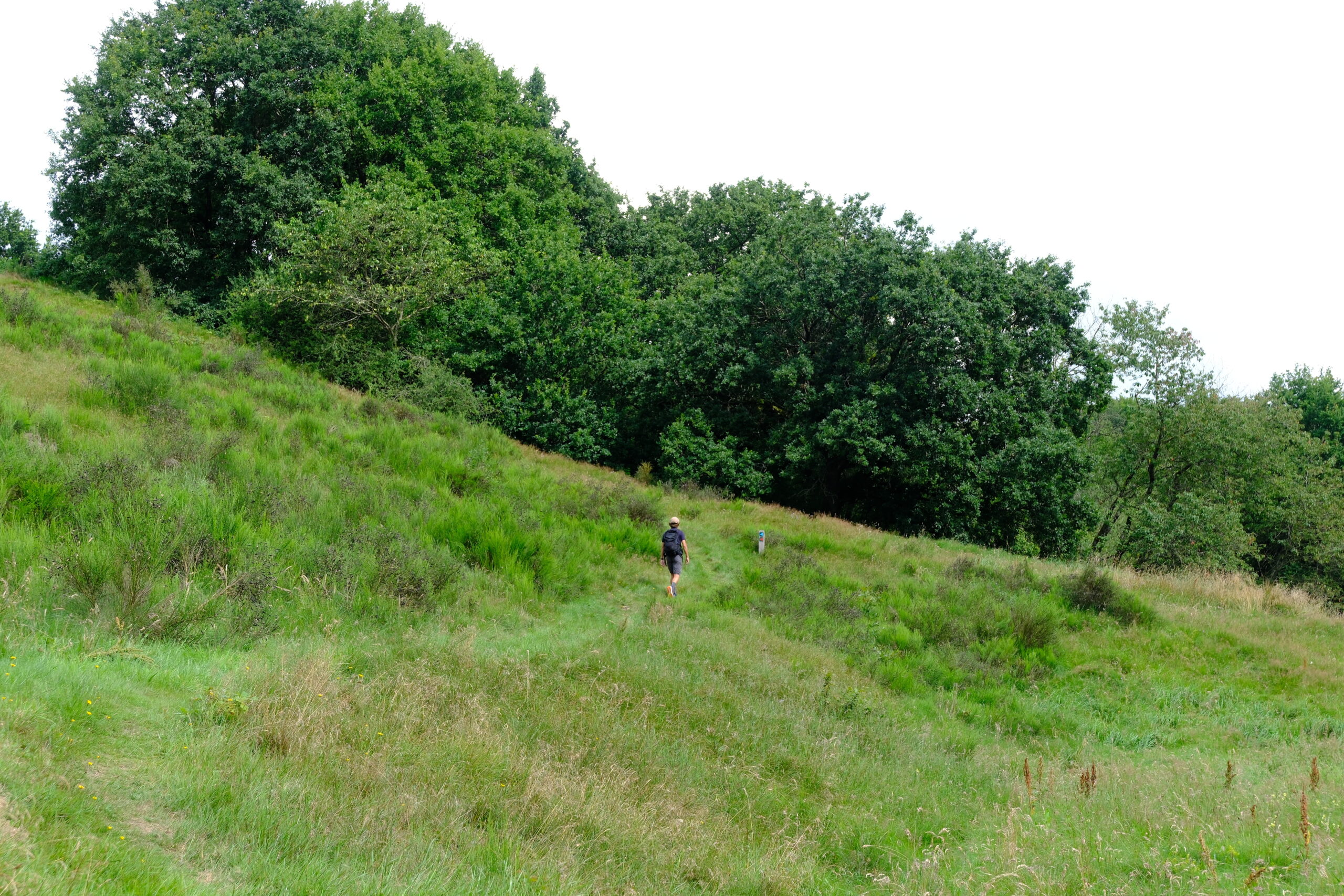 runkenbjerg-blaa-rute-vandrerute-vejle-34