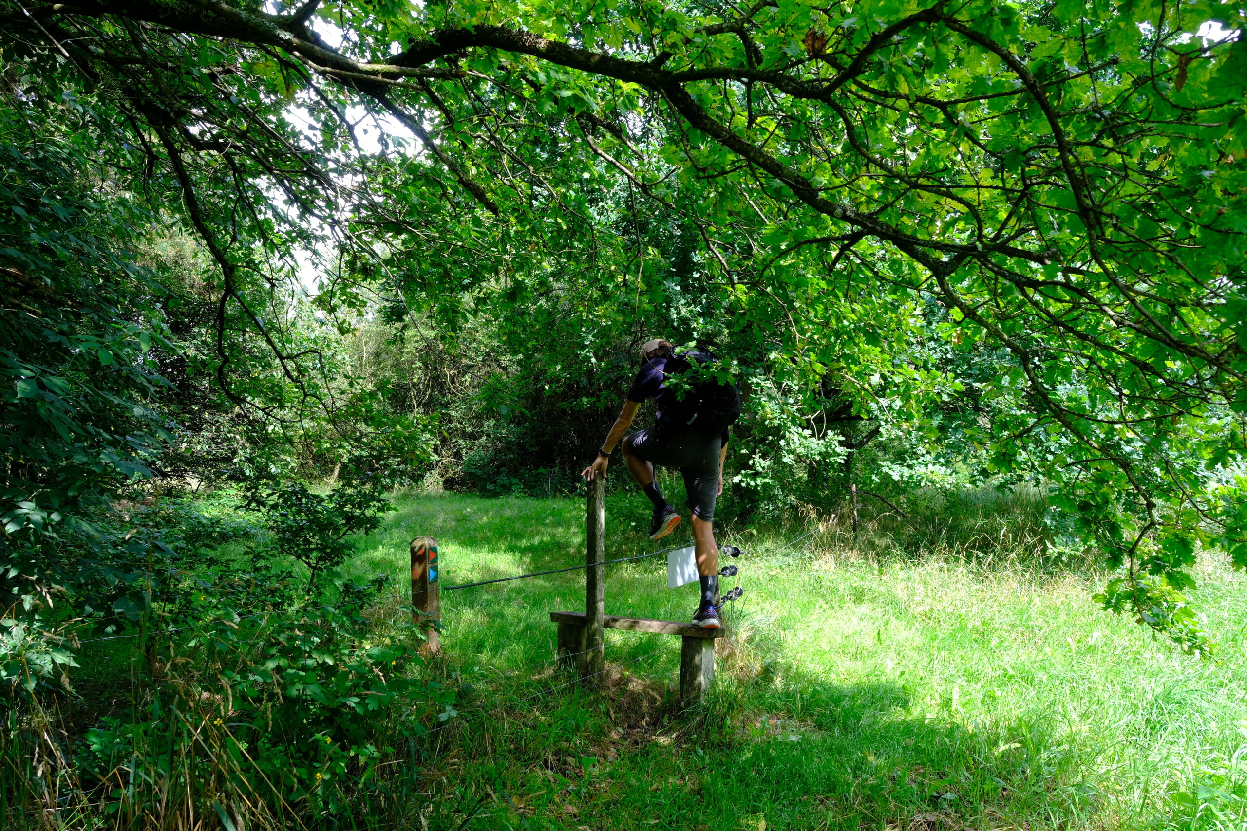 runkenbjerg-blaa-rute-vandrerute-vejle-36